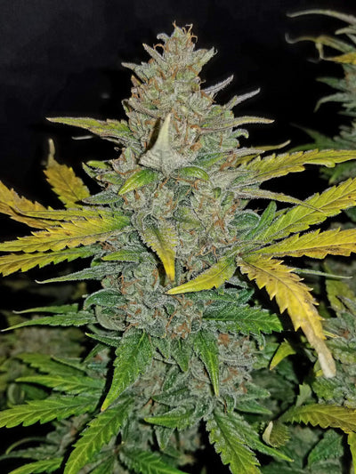 Zkittlez