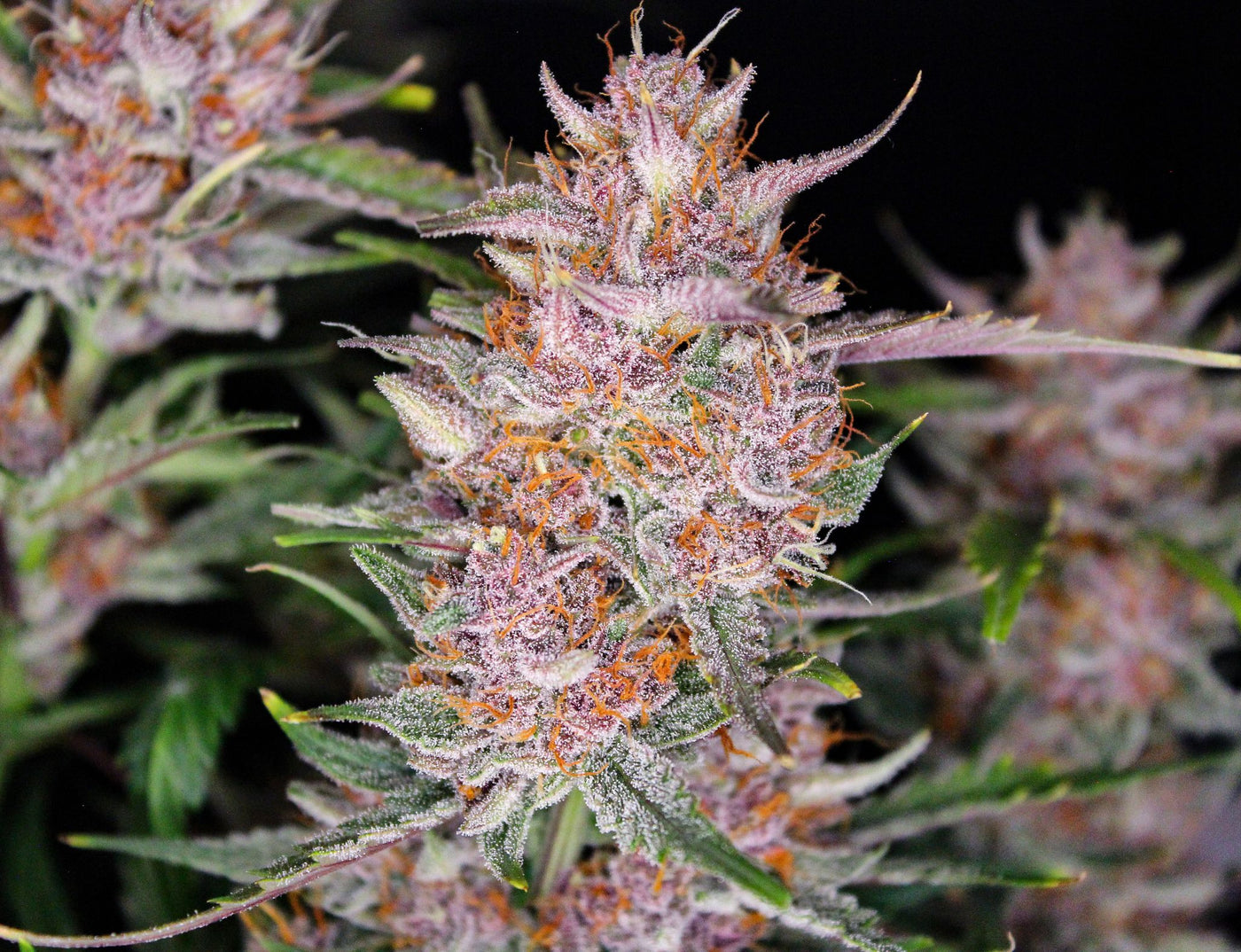 Gorilla Punch