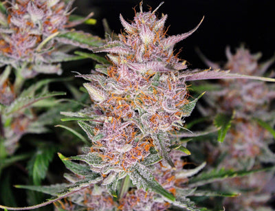 Gorilla Punch