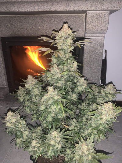 Gorilla Glue