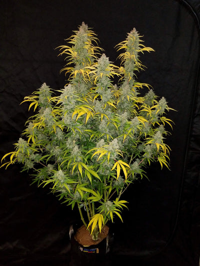 Blue Dream Matic