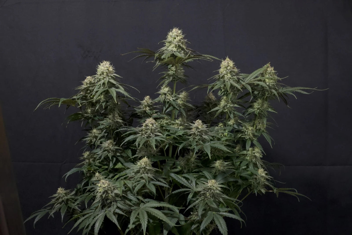 Tropicana Cookies FF