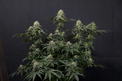 Tropicana Cookies FF