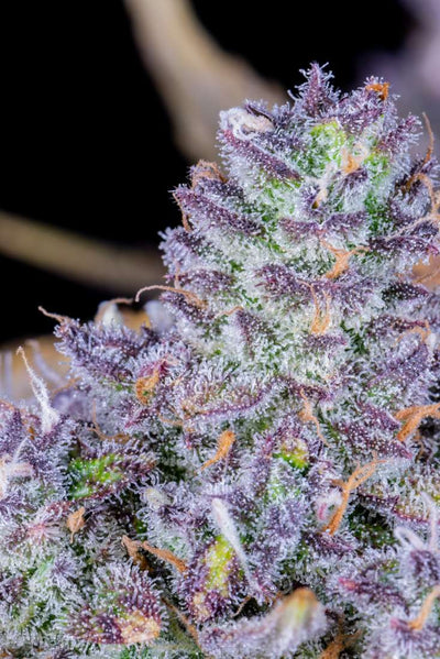 Tropicana Cookies Auto