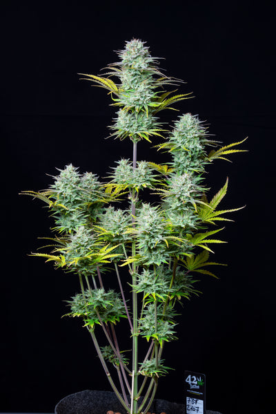 Kosher Cake Auto