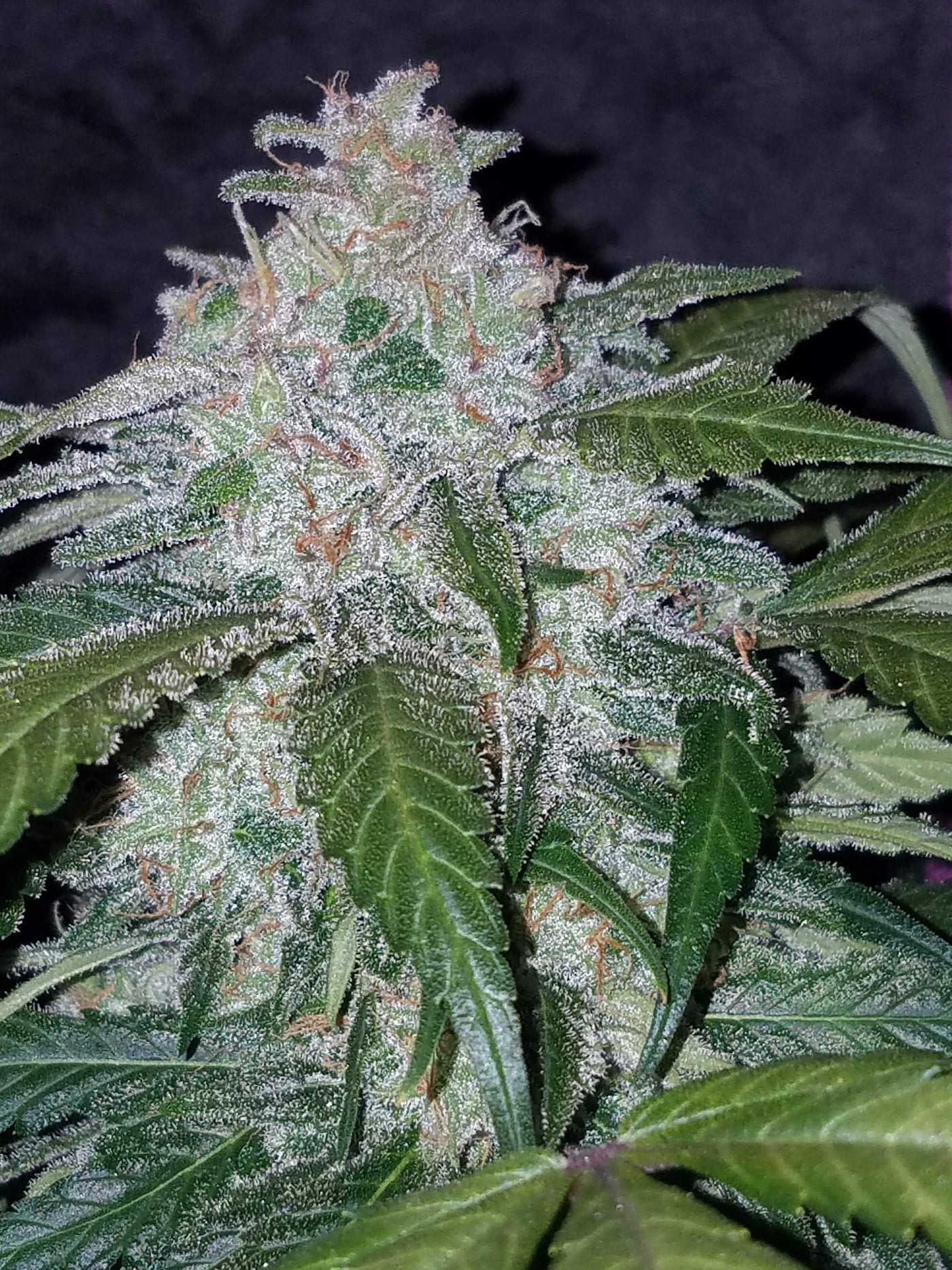Tangie Matic