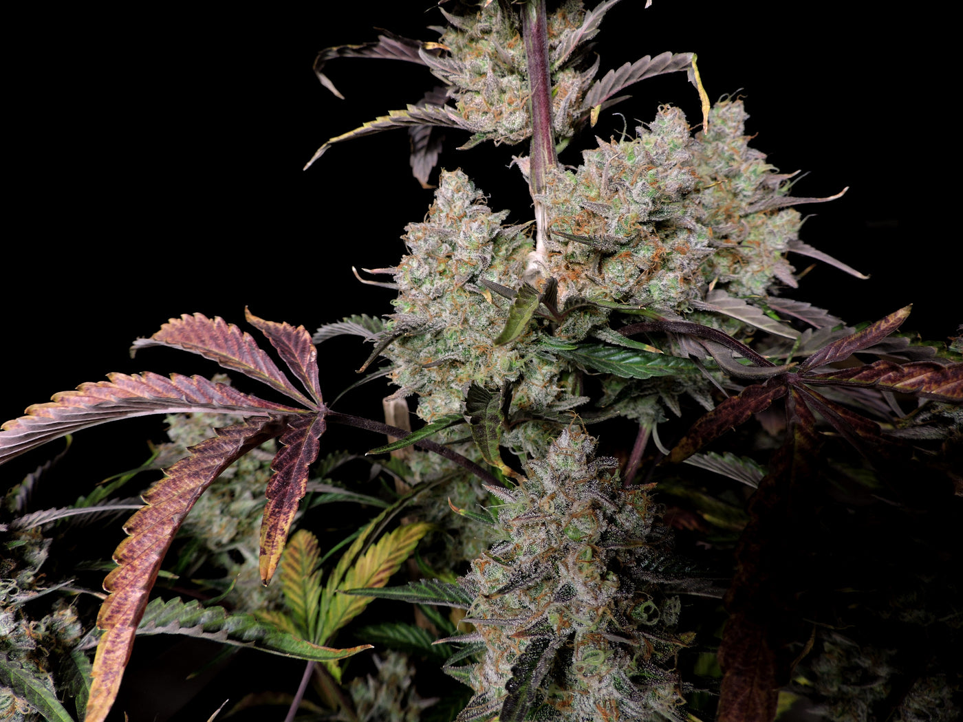 Gorilla Zkittlez