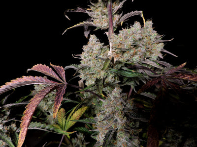 Gorilla Zkittlez