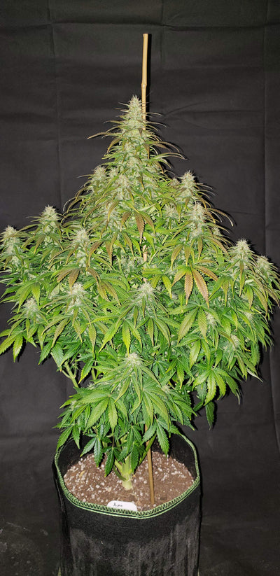 Critical Autoi