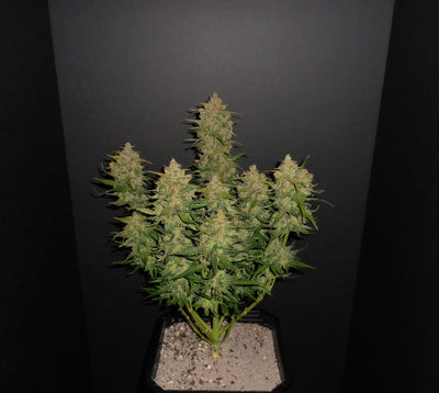 Lemon AK