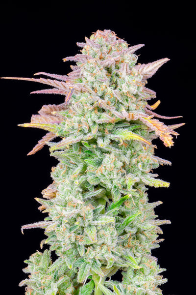 Trainwreck Auto