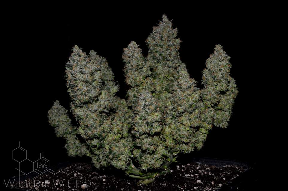 Bubblegum Auto