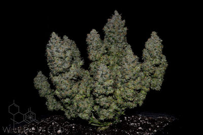 Bubblegum Auto