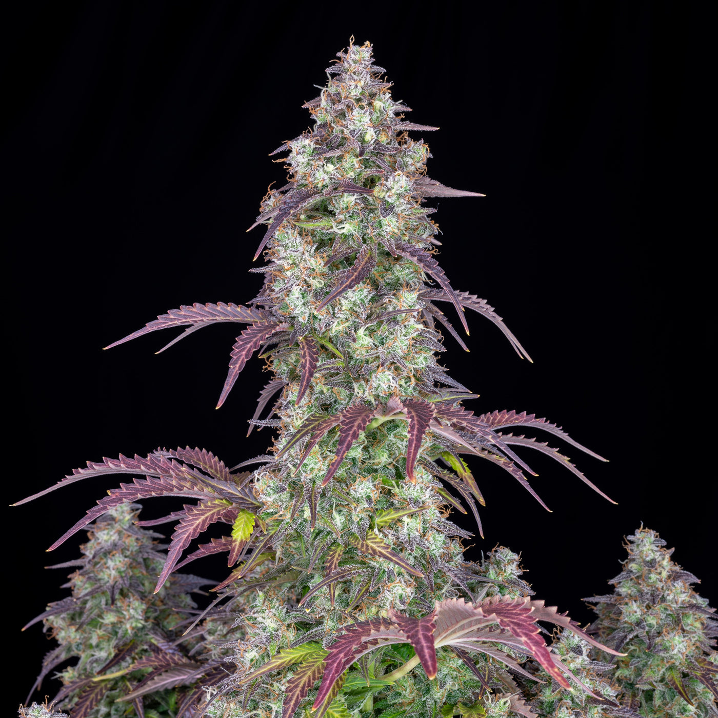Lemon Pie