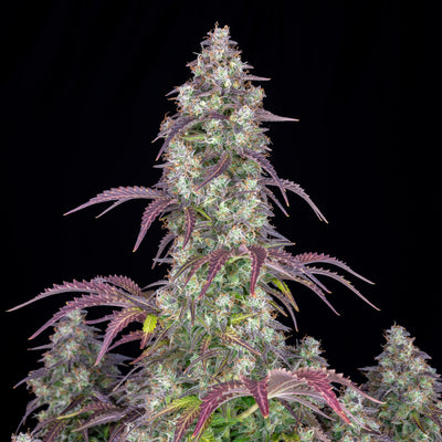 Lemon Pie
