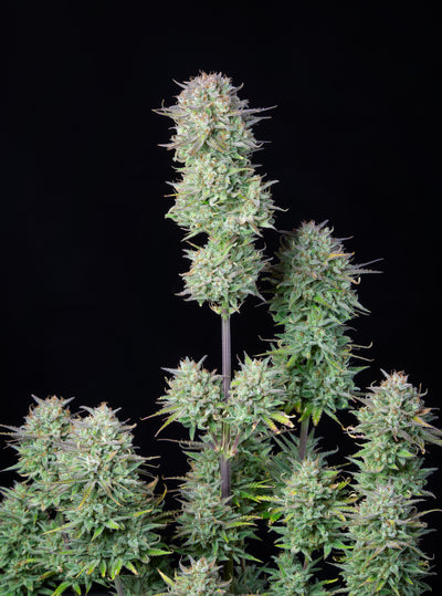 Kosher Cake Auto
