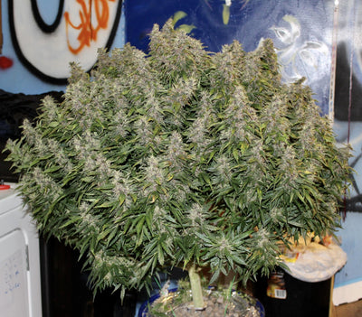 Northern Lights Auto