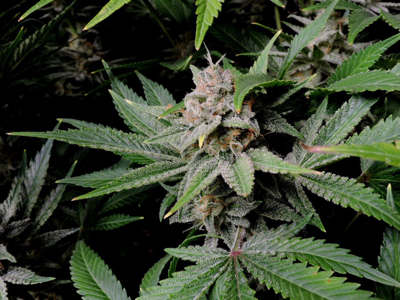 Cherry Cola