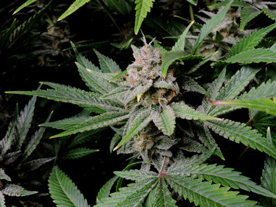 Cherry Cola
