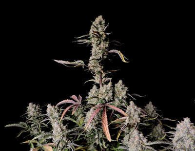 Gorilla Zkittlez