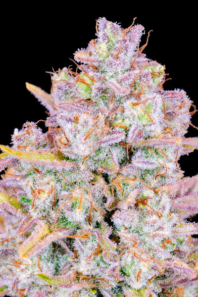 Purple Punch