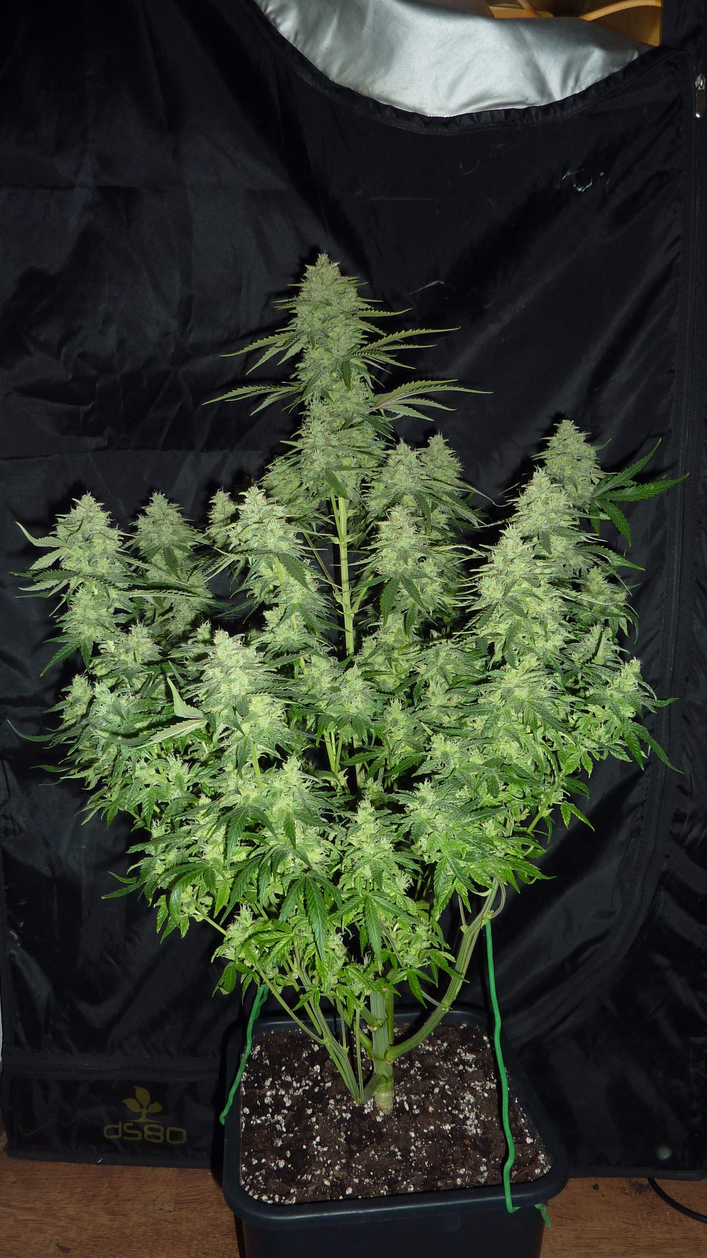 Gorilla Glue