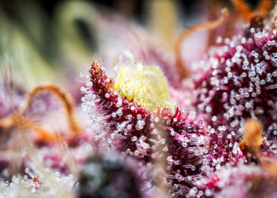 Purple Punch