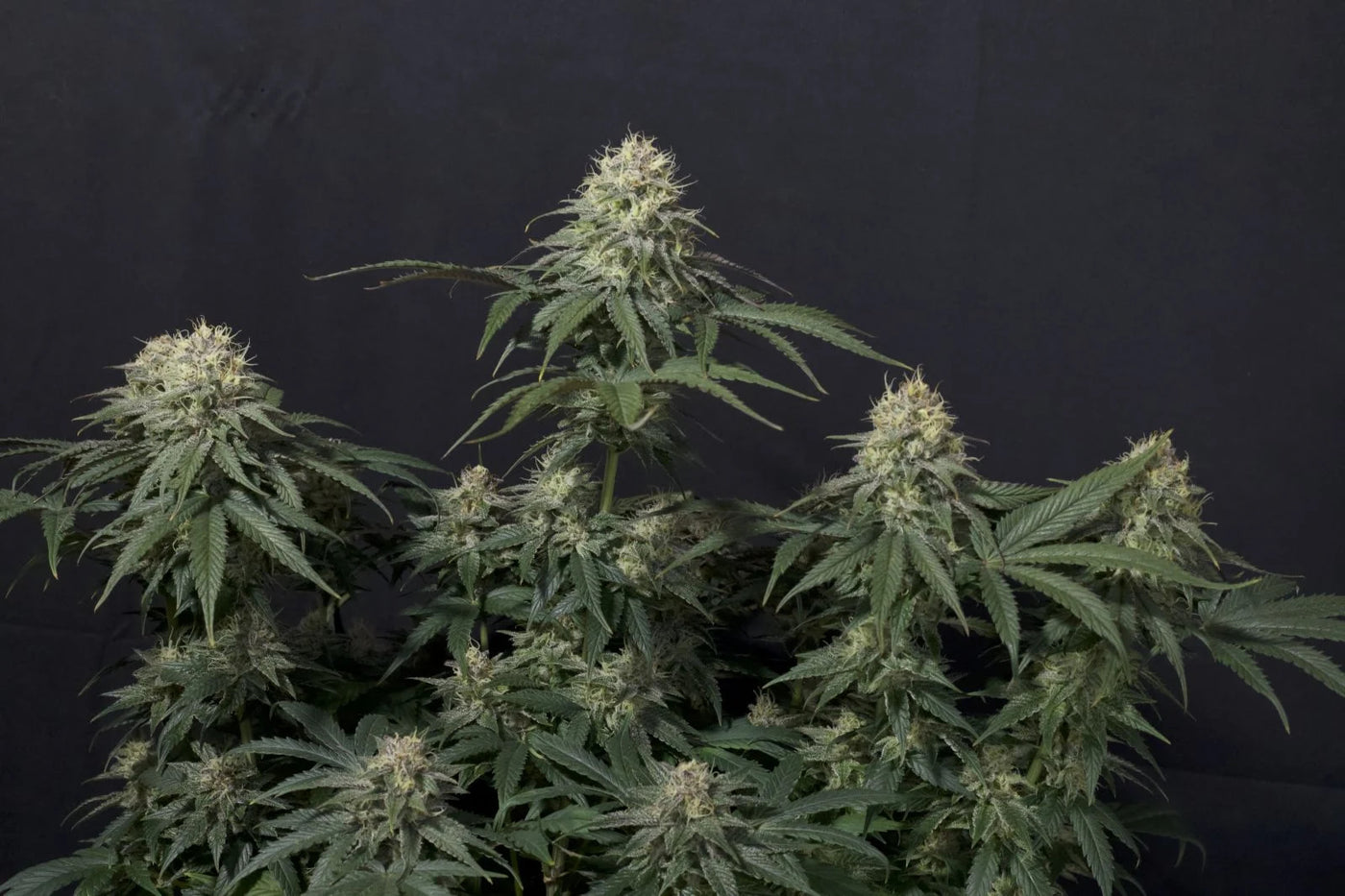 Tropicana Cookies FF