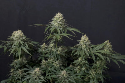 Tropicana Cookies FF