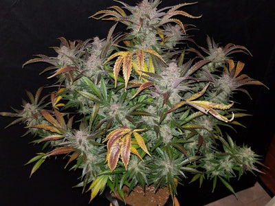 Cream Cookies