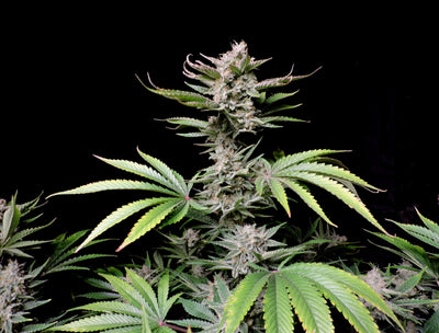 Cherry Cola