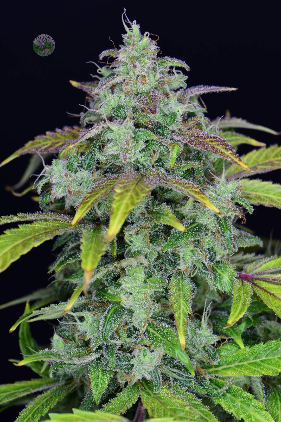 Lemon AK