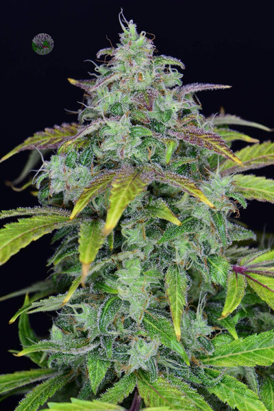 Lemon AK