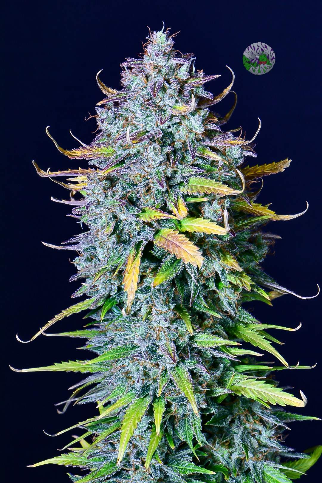 Pineapple Express