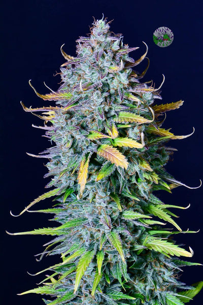 Pineapple Express