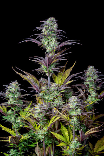 Blueberry Auto