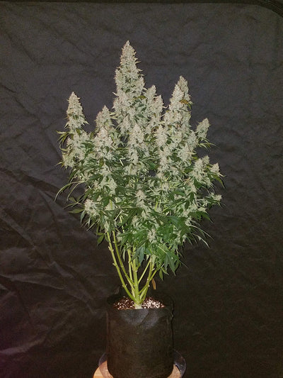 Stardawg