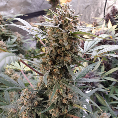 Bubblegum Auto