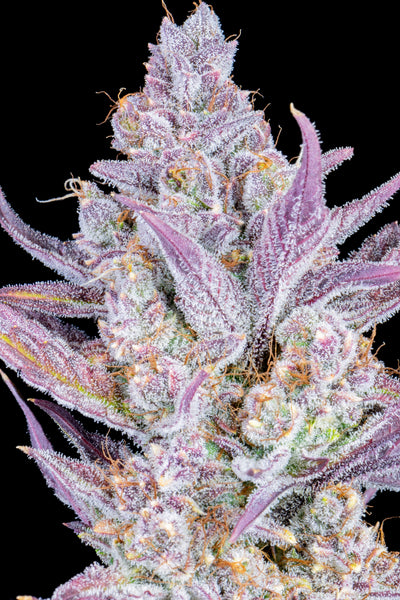 Wedding Glue