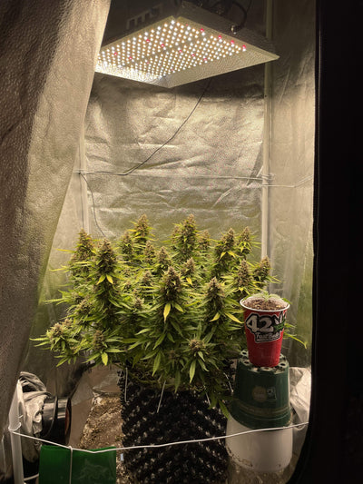 OG Kush Auto
