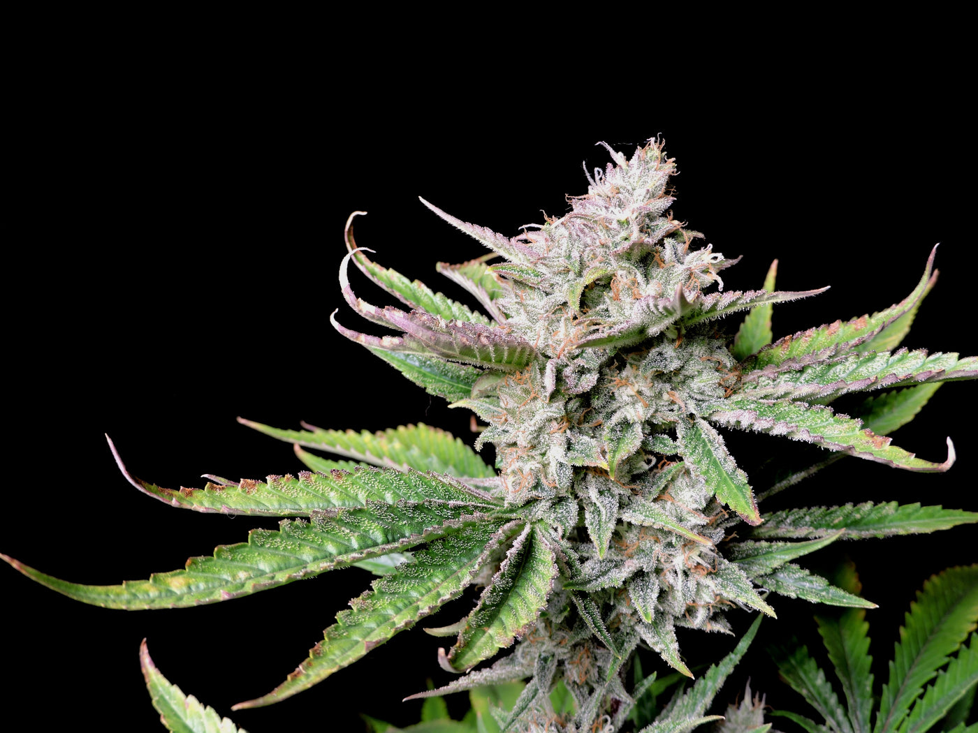 Cherry Cola
