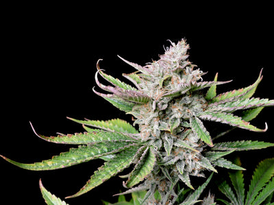 Cherry Cola