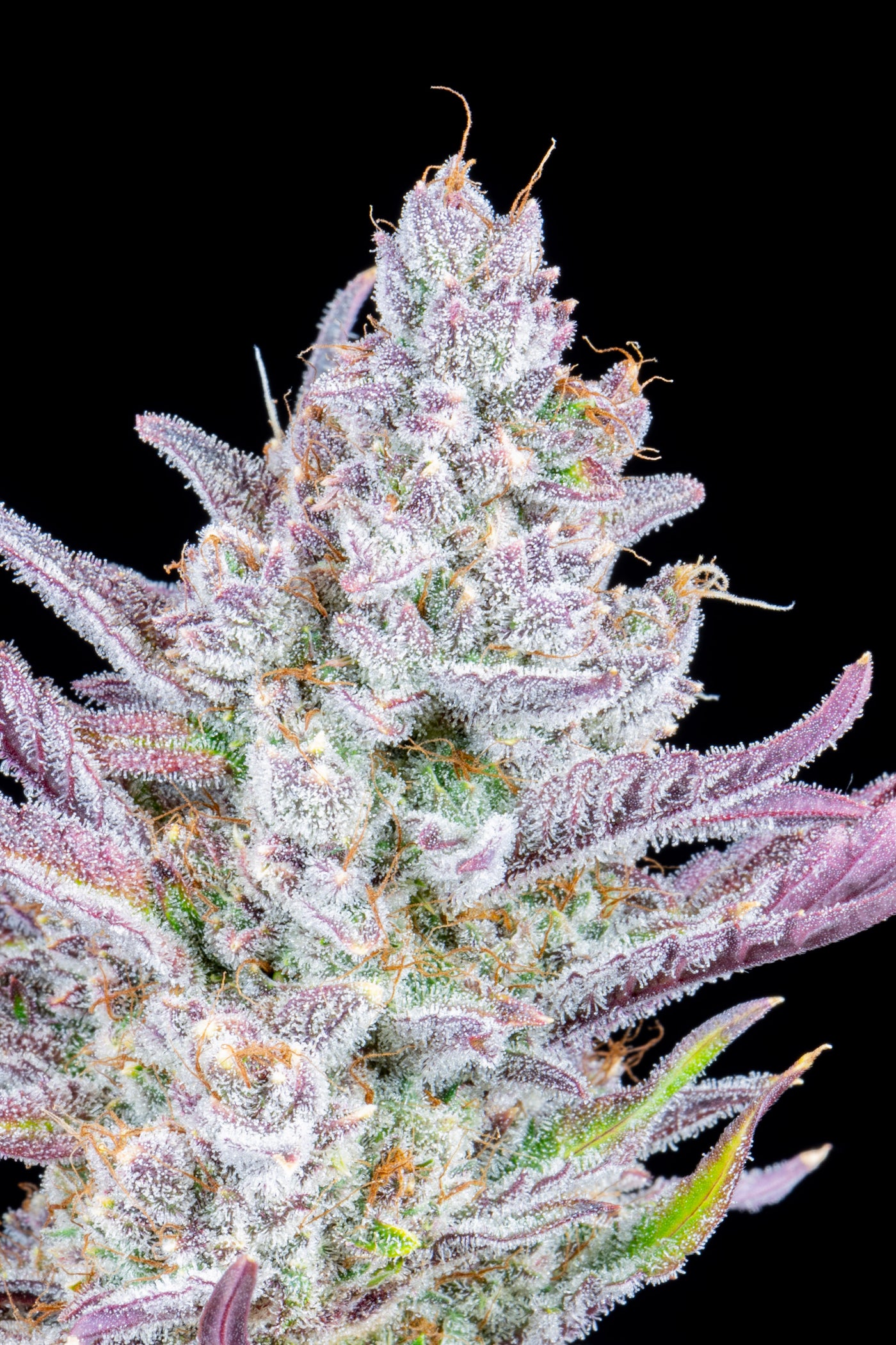 Wedding Glue
