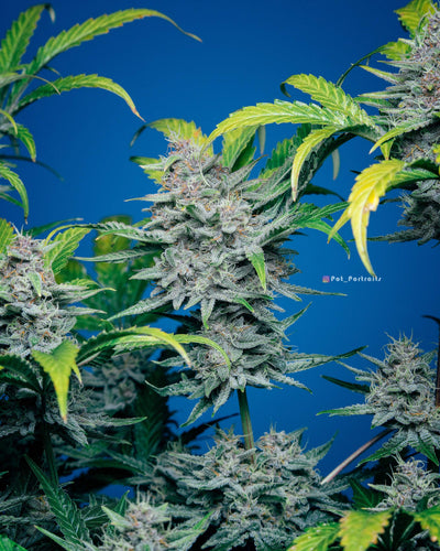 Strawberry Pie