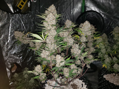 West Coast OG
