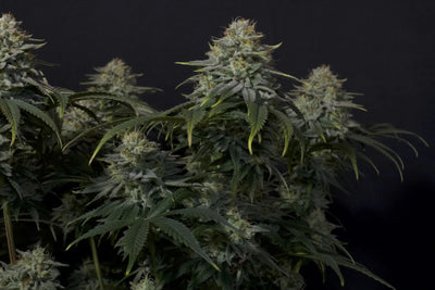 Gorilla Cookies FF