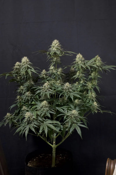 Tropicana Cookies FF