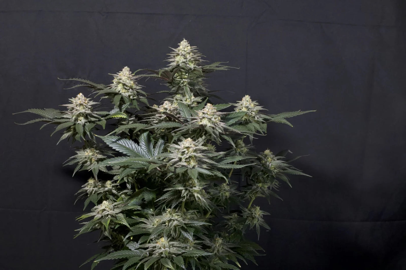 Purple Lemonade FF