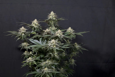Purple Lemonade FF