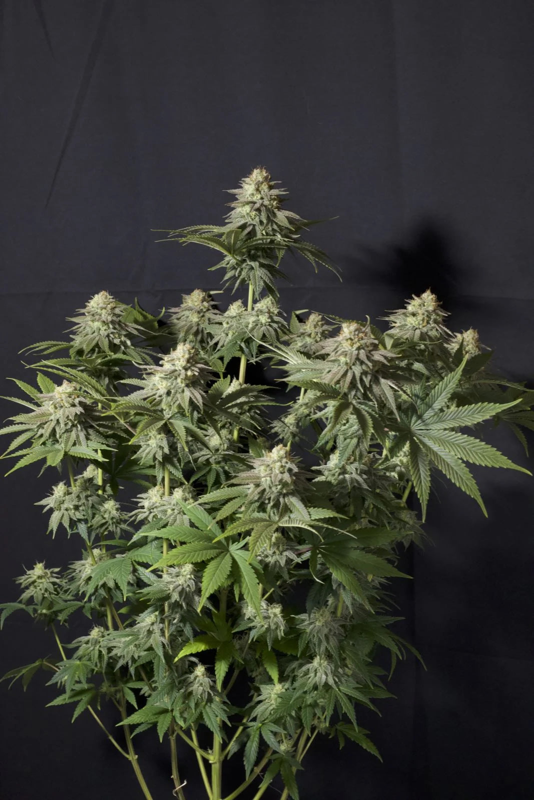 Orange Sherbet FF